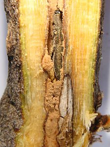 Melobasis propinqua verna, PL4546, non-emerged adult, in Eutaxia diffusa (PJL 3402) stem base, MU, photo by A.M.P. Stolarski, 12.9 × 4.1 mm